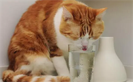 小猫喝什么水