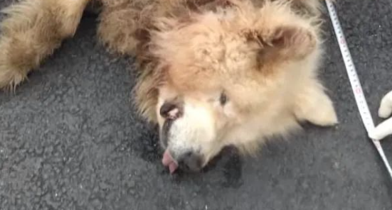 高能慎入!女子遭遇大型犬攻击,搏斗3分钟后被咬死,恐怖现场曝光! 高能慎入!女子遭遇大型犬攻击,搏斗3分钟后被咬死,恐怖现场曝光!