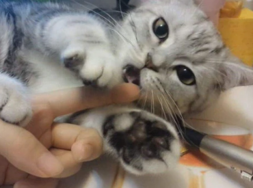 小猫喜欢舔人手是什么原因 小猫喜欢舔人手是什么原因