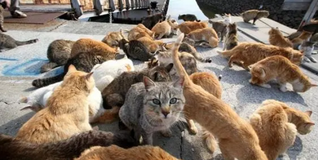 日本宠物数量超过儿童人数,几乎见不到流浪狗,弃养“违法” 日本宠物数量超过儿童人数,几乎见不到流浪狗,弃养“违法”