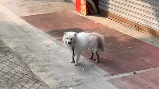 萨摩耶被长期虐待，遭砍伤后流浪了4天，脖子上还戴着电击项圈