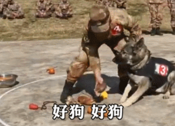 军犬的拒食考试有多离谱？狗子在前面跑，鸡腿后面追哈哈！_宠界新闻