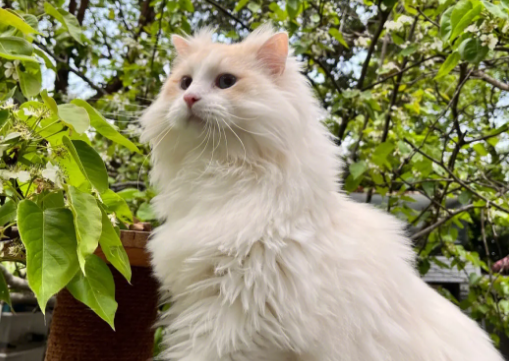 火焰布偶猫幼崽多少钱一只 火焰布偶猫幼崽多少钱一只