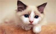 怎么判断猫的年龄