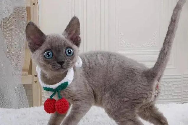 德文猫吃什么猫粮好