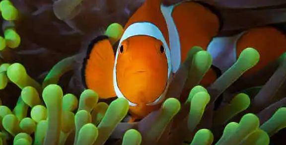 十大养不死的海水鱼