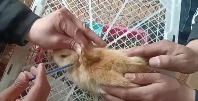 兔子需要打疫苗吗 兔子需要打疫苗吗