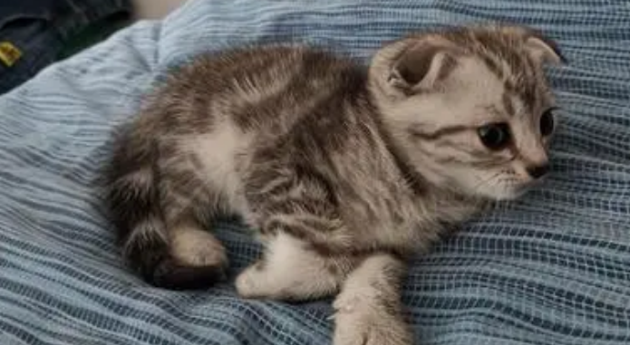 怎么让猫在笼子里不叫 怎么让猫在笼子里不叫