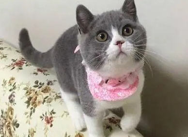 英短猫值多少钱