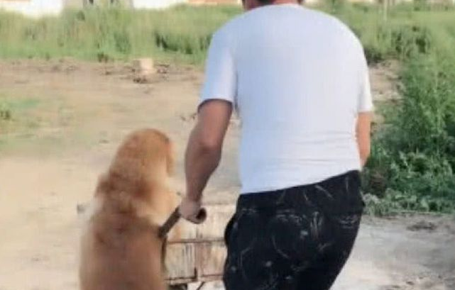 金毛看到男子在干苦力，贴心的上前赶紧帮忙，一番表现可圈可点