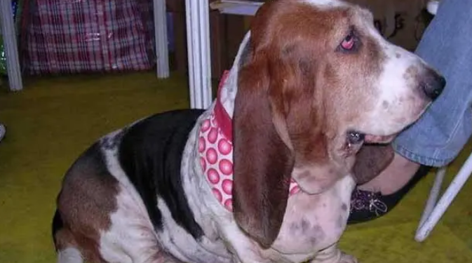 怎样训练巴吉度犬?三种口令让你与它更亲近 怎样训练巴吉度犬?三种口令让你与它更亲近