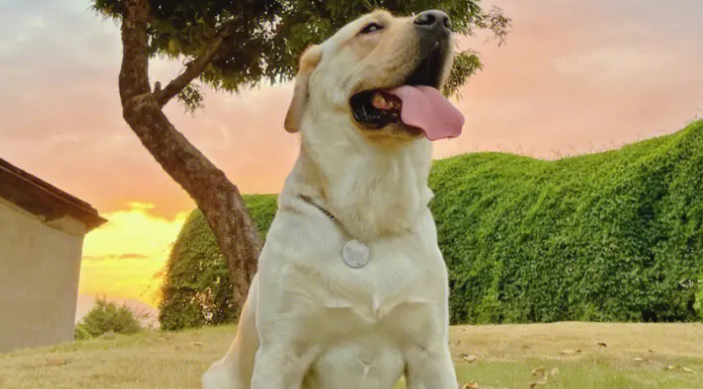 拉布拉多：中大型犬中的佼佼者，你知道它的能力吗？