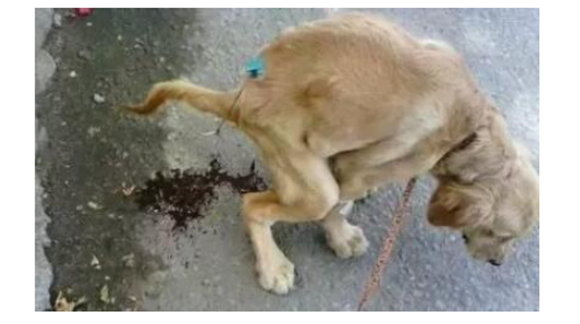 小狗吃多了拉稀怎么办