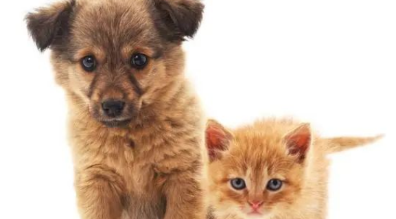 别再这样安抚猫咪了！这样做让猫咪变小天使！
