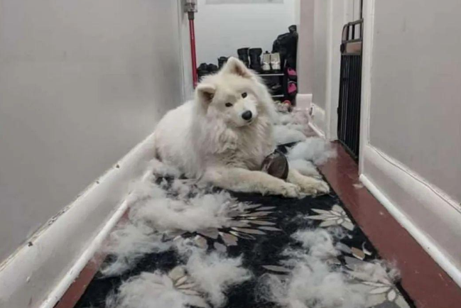 狗狗梳下来的毛不要扔,用来织成这样一双毛靴子,谁看了都羡慕 狗狗梳下来的毛不要扔,用来织成这样一双毛靴子,谁看了都羡慕