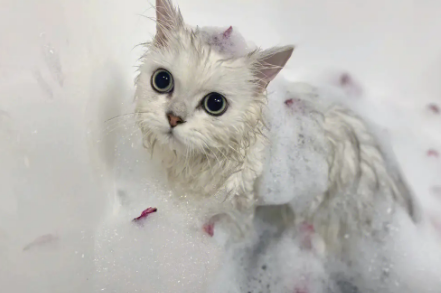 小猫能洗澡吗 小猫能洗澡吗
