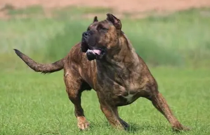 十大猛犬排行榜的名字 十大猛犬排行榜的名字