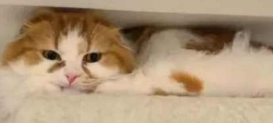 攒钱两个月好不容易买了猫爬架，可就是往家里一放，猫主子不干了
