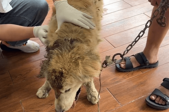 脑袋生蛆被当看家犬的金毛，临别还被踹一脚，狗主：你闲的，这狗你还给它看病