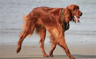 爱尔兰雪达犬好养吗 打理起来很容易