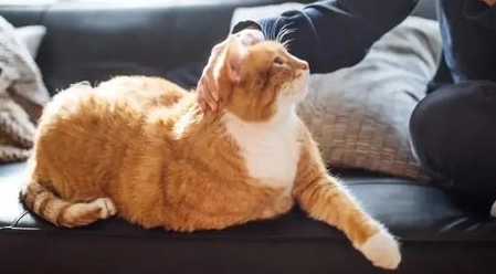 养猫会影响肺部健康吗 养猫会影响肺部健康吗