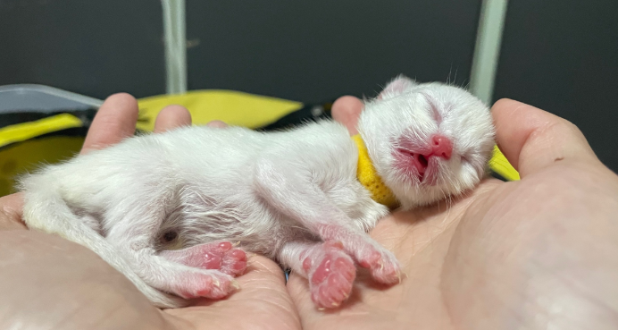 新生小猫一抽一抽呼吸困难 新生小猫一抽一抽呼吸困难
