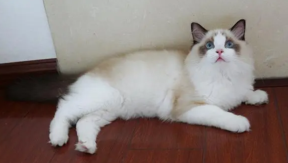 布偶猫有什么特点有什么缺点 布偶猫有什么特点有什么缺点