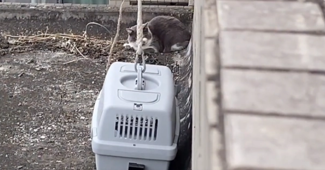 蓝猫为求爱,被困33楼房檐,它心仪的小母猫却在隔窗看戏! 蓝猫为求爱,被困33楼房檐,它心仪的小母猫却在隔窗看戏!