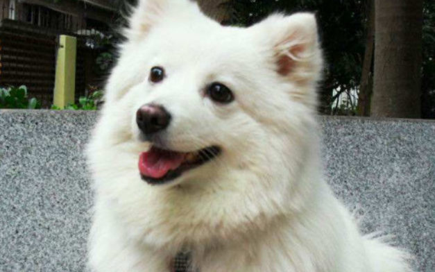 银狐犬怎么养,才会越养越好
