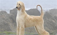 阿富汗猎犬驱虫方法有哪些 多大开始驱虫预防