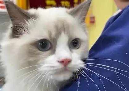 布偶猫是越大越不让主人抱
