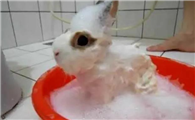 兔兔不要洗澡