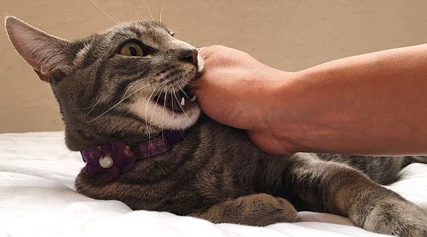 咬人的猫直接打死 咬人的猫直接打死