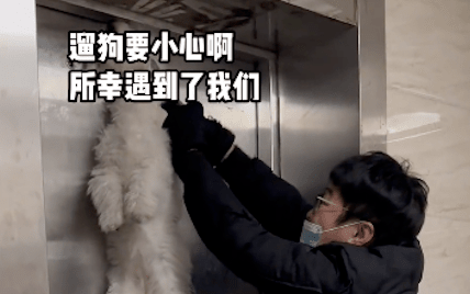 狗狗没进电梯门就关了,好心人拿来剪刀救下它,千钧一发啊! 狗狗没进电梯门就关了,好心人拿来剪刀救下它,千钧一发啊!
