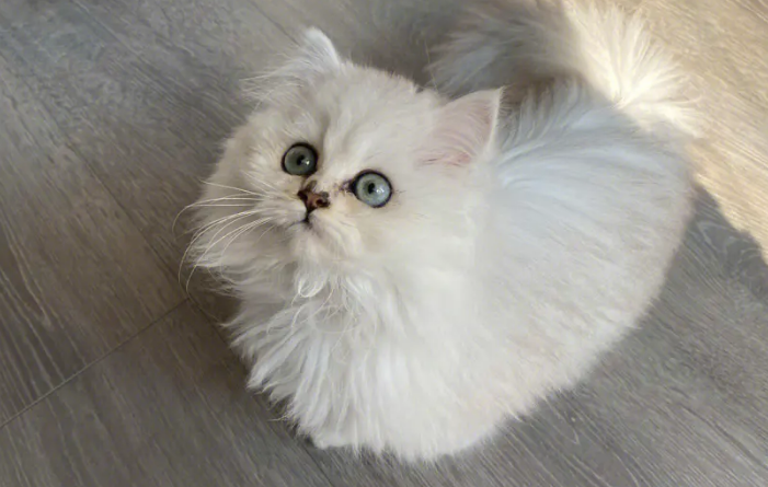 金吉拉和布偶猫配种什么样子