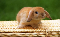 小兔子乖乖图片照片