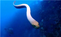 海蛇是保护动物吗