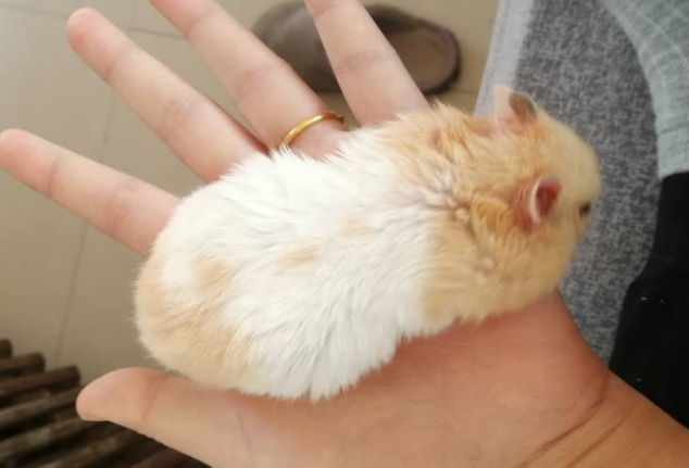 金丝熊怀孕征兆