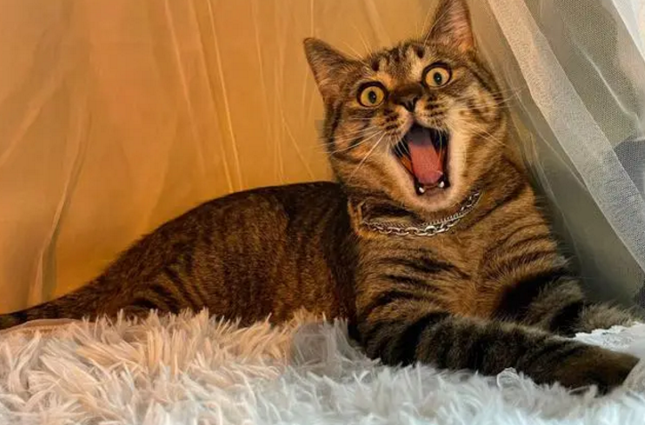 一只猫的只是几声