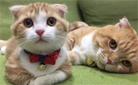 养猫能养山茶花吗