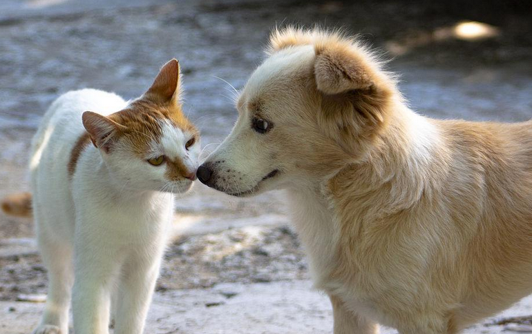 一只猫喜欢一只狗
