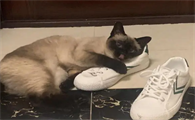 小猫喜欢闻鞋子