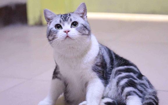 美短猫的大概多少钱