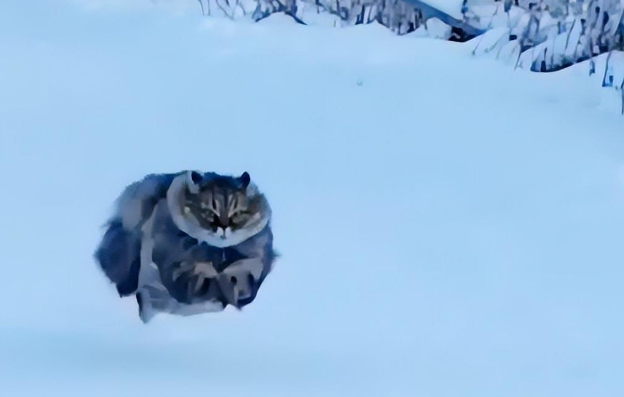 看到这只飞速奔跑的猫咪之后，我才知”