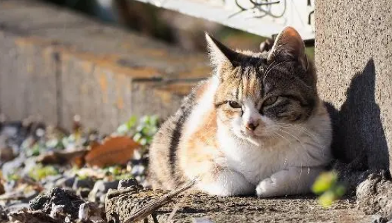 猫咪们霸占警车,警察叔叔笑翻:这么可爱我们怎么执行公务呀 猫咪们霸占警车,警察叔叔笑翻:这么可爱我们怎么执行公务呀