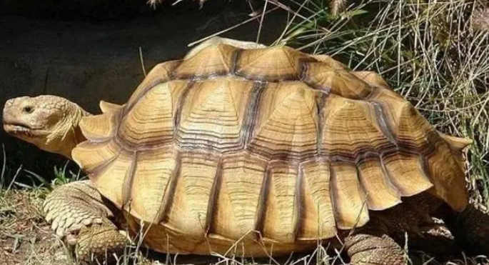 沙漠陆龟吃什么