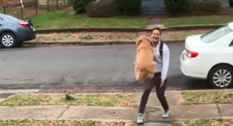 黏人金毛见主人回家超兴奋，几十斤大狗扑向主人，差点将主人撞倒