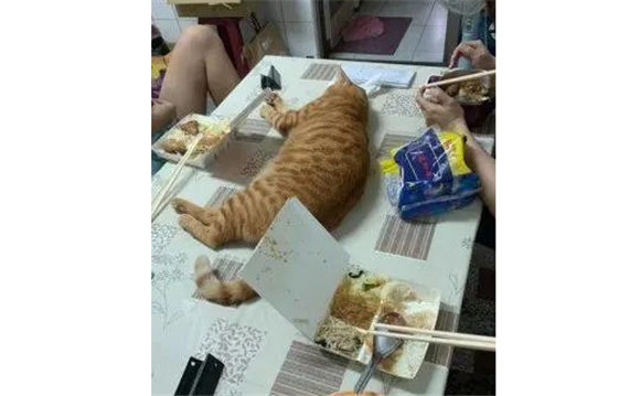 橘猫故意躺在餐桌中间呼呼大睡，奴才看了超傻眼！