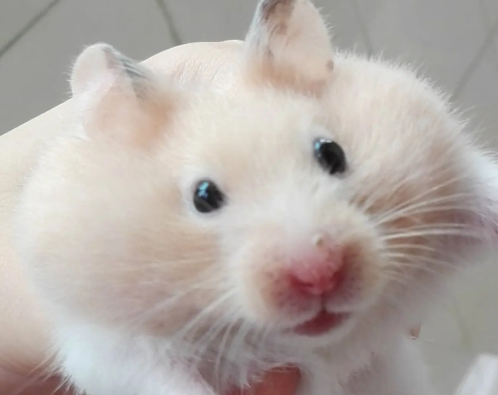 金丝熊仓鼠多少块钱一只