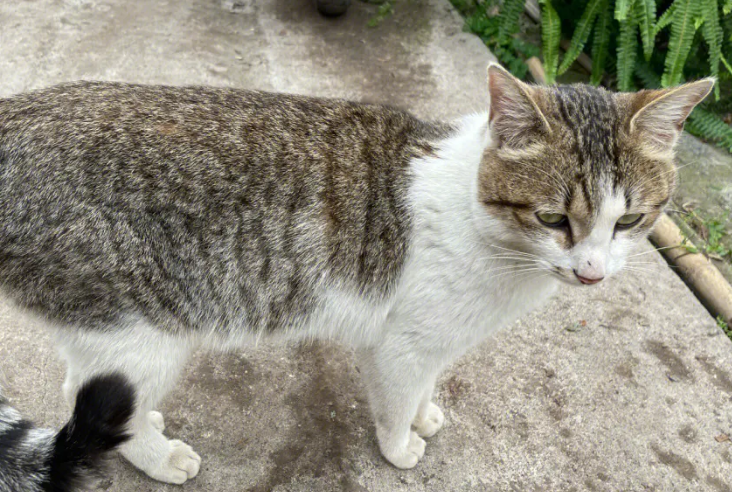 流浪猫成精了?它竟然以为自己是一条狗! 流浪猫成精了?它竟然以为自己是一条狗!